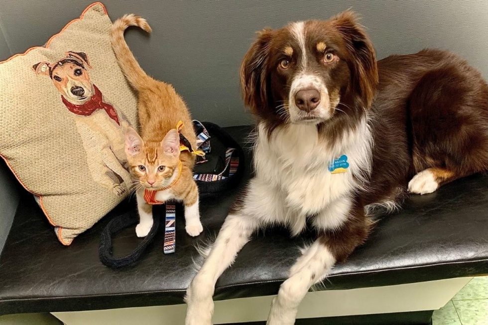 Metro Detroit Veterinary Services Greenfield Animal Hospital