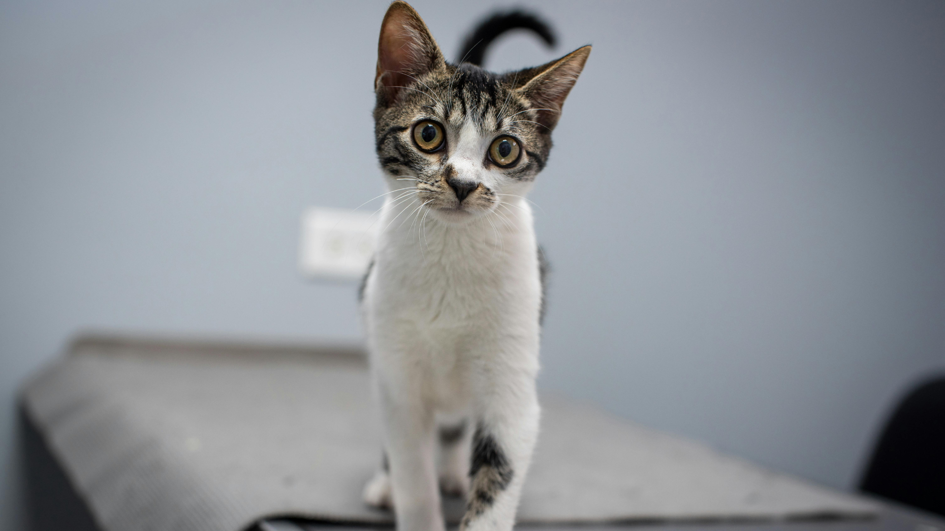 greentree animal hospital